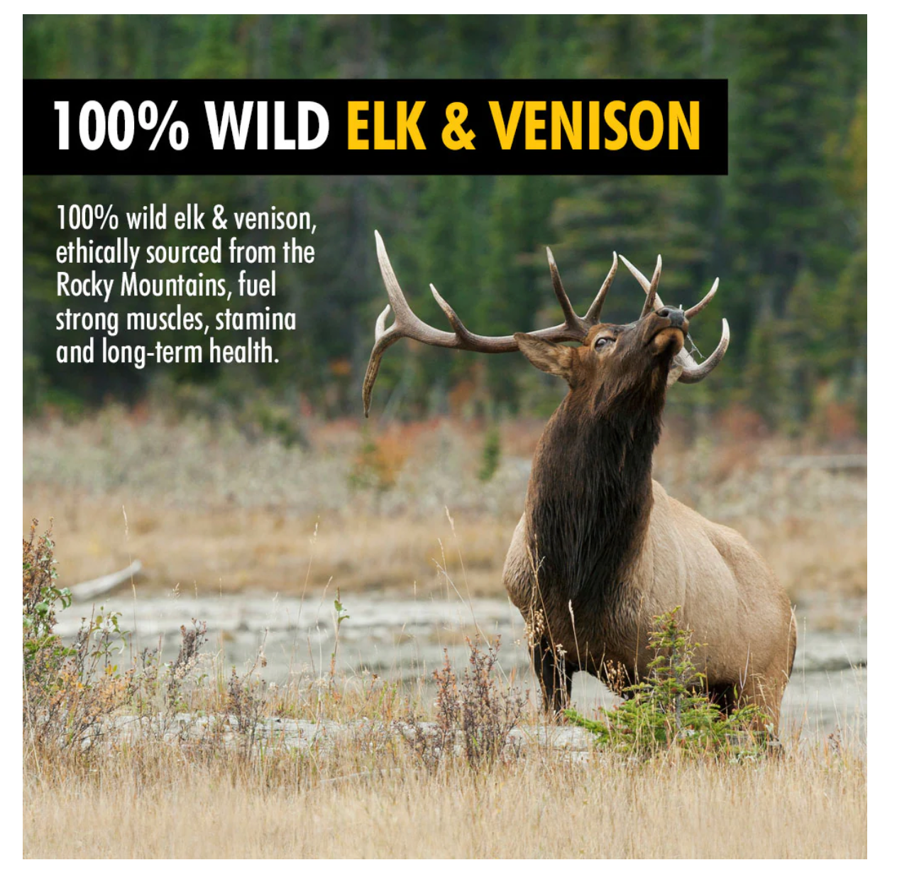 Mountain Wild Pet - Wild Elk and Venison High Country Blueberry Training Treat Nibs
