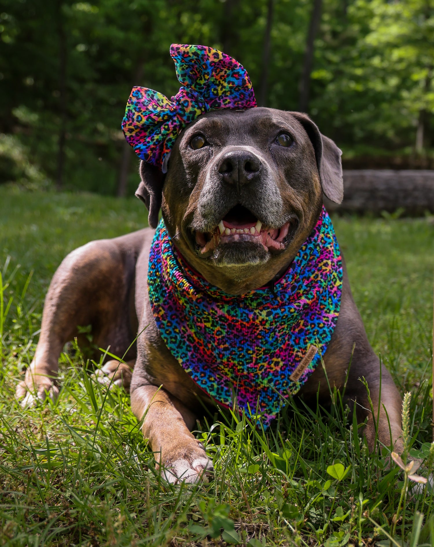 Knotty Dog Head Bows