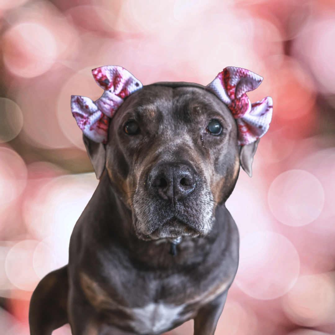Knotty Dog Double Bows